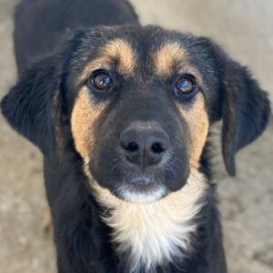 Glinda – geb. ca. 07/2025