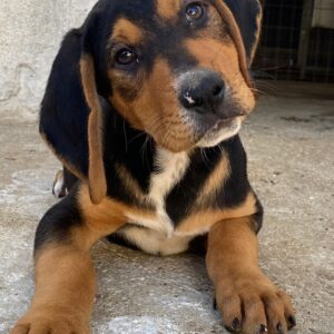 Jäger – geb. ca. 08/2025