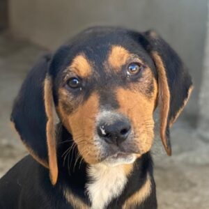 Jäger – geb. ca. 08/2025