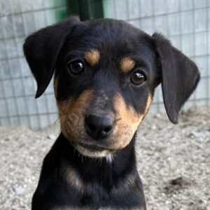 Kaela – geb. ca. 08/2025 – reserviert