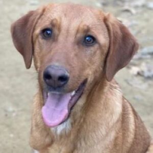 Karamell – geb. ca. 06/2025