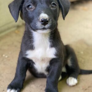 Kaviar – geb. ca. 08/2025