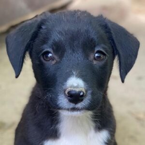 Kaviar – geb. ca. 08/2025