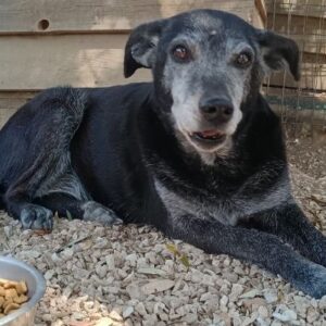 Lilika – geb. ca. 06/2015