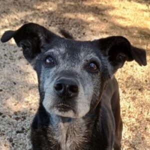 Lilika – geb. ca. 06/2015