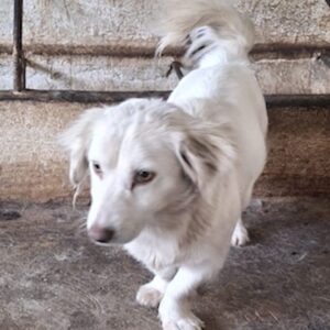 Liska – geb. ca. 07/2023