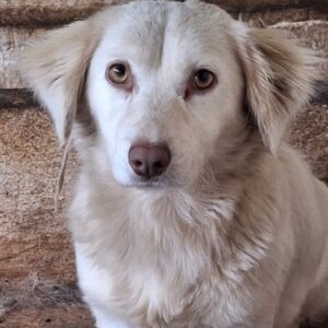 Liska – geb. ca. 07/2023