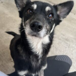 Litaria – geb. ca. 05/2023 – reserviert