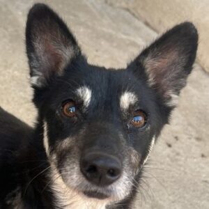 Litaria – geb. ca. 05/2023 – reserviert