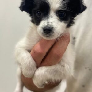 Louise – geb. ca. 08/2025 – reserviert