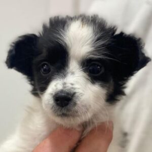 Louise – geb. ca. 08/2025 – reserviert