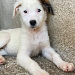 Luna – geb. ca. 07/2025