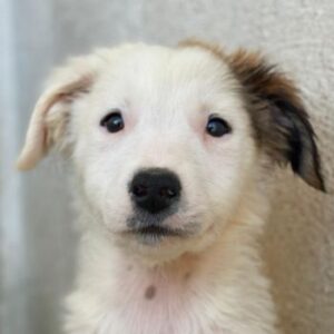 Luna – geb. ca. 07/2025