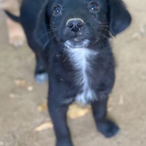 Macaron – geb. ca. 08/2025 – reserviert