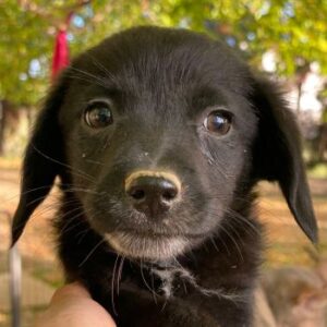 Macaron – geb. ca. 08/2025 – reserviert