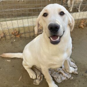 Marley – geb. ca. 05/2025 – reserviert