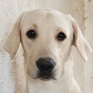 Marley – geb. ca. 05/2025 – reserviert