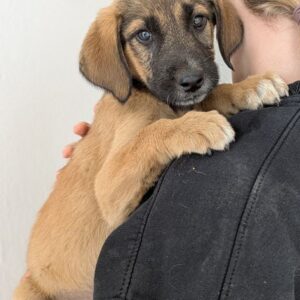 Maverick – geb. ca. 07/2025