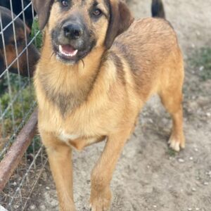 Maverick – geb. ca. 07/2025