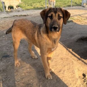 Maverick – geb. ca. 07/2025