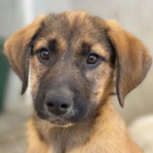 Maverick – geb. ca. 07/2025