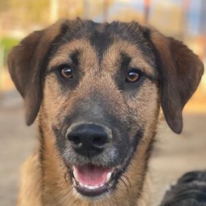 Maverick – geb. ca. 07/2025