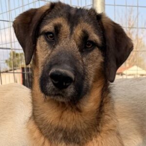 Maverick – geb. ca. 07/2025