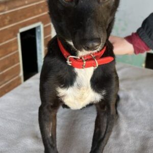 Misty – geb. ca. 11/2023