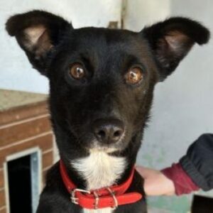 Misty – geb. ca. 11/2023