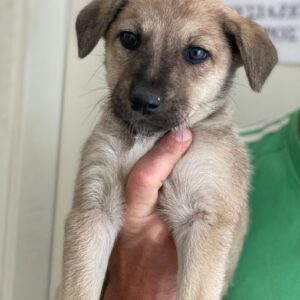 Nessarose – geb. ca. 08/2025