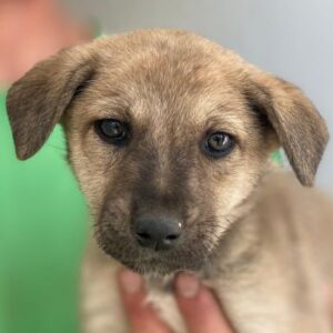 Nessarose – geb. ca. 08/2025