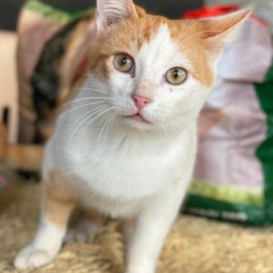 Nilo – geb. ca. 07/2025