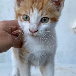 Nilo – geb. ca. 07/2025