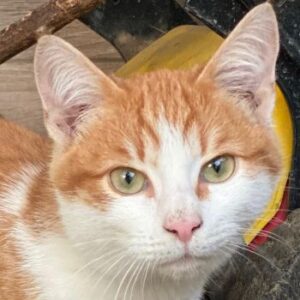 Nilo – geb. ca. 07/2025