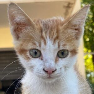 Nilo – geb. ca. 07/2025