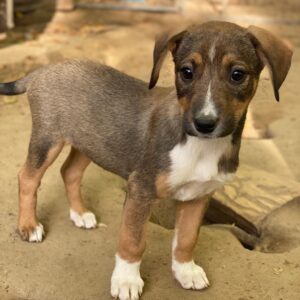 Praline – geb. ca. 08/2025 – reserviert