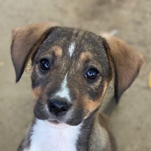 Praline – geb. ca. 08/2025 – reserviert