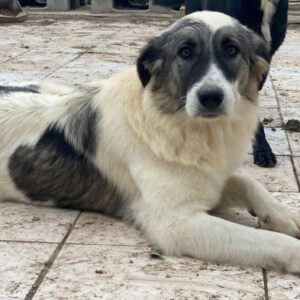 Ravli – geb. ca. 12/2024