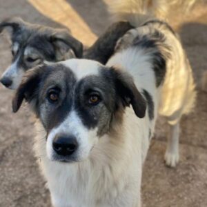 Ravli – geb. ca. 12/2024