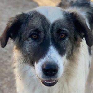 Ravli – geb. ca. 12/2024