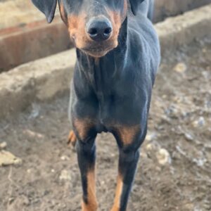 Robber – geb. ca. 08/2024