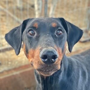 Robber – geb. ca. 08/2024