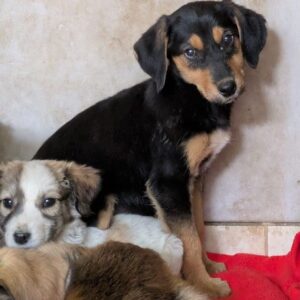 Rockie – geb. ca. 07/2025