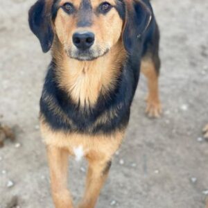 Rockie – geb. ca. 07/2025