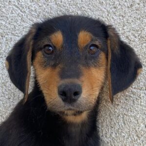 Rockie – geb. ca. 07/2025