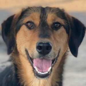 Rockie – geb. ca. 07/2025