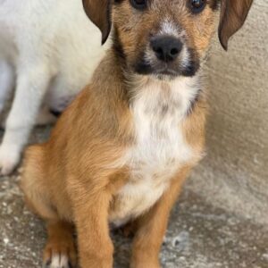 Romeo – geb. ca. 07/2025