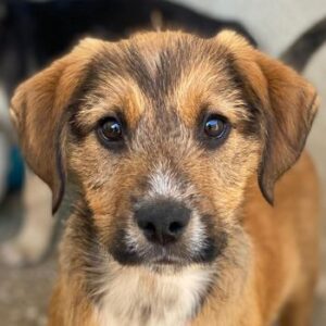 Romeo – geb. ca. 07/2025