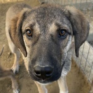 Ryn – geb. ca. 06/2025