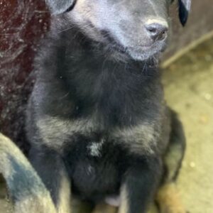 Soufflé – geb. ca. 08/2025